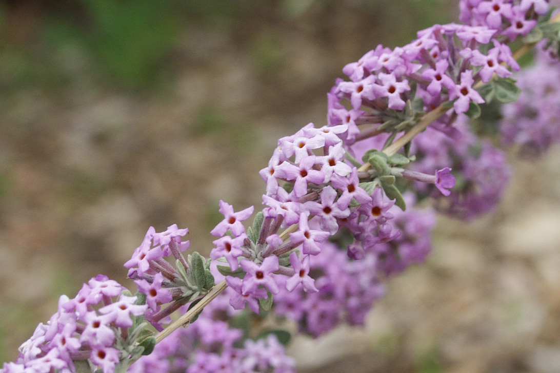 Silver Fountain Butterfly Bush